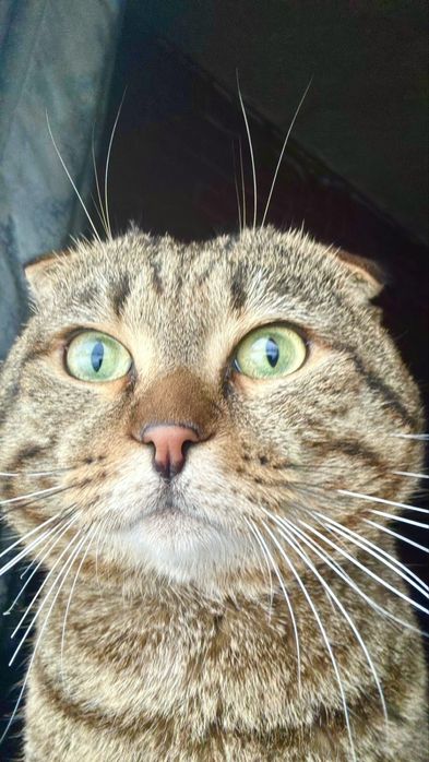 Отдам кота в хорошие руки