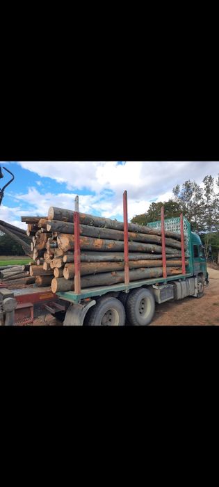 Lemn pentru foc(fag)