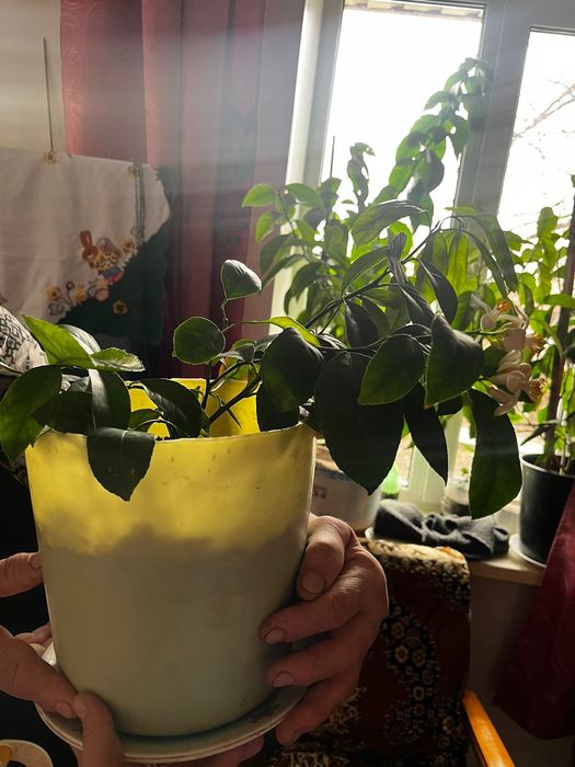 Продам дерево лимона
