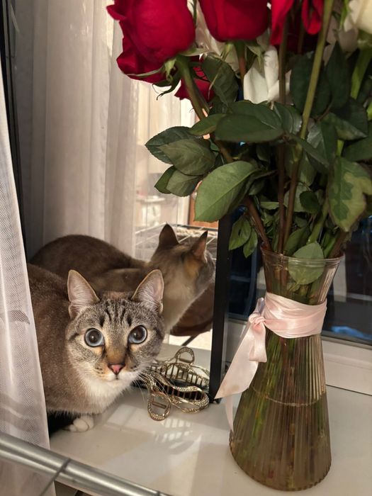 Сиамская порода.