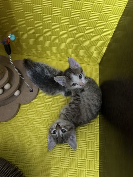 Отдам котят в добрые руки