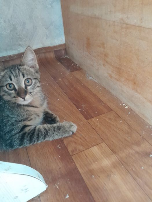 Отдам котёнка в добрые руки