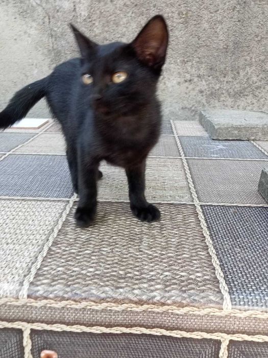 Donez  4 pui de  pisica de aproximativ 2 luni cu mama lor care este și sterilizata