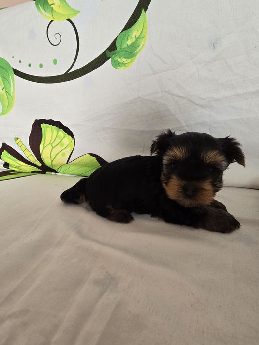 Мини йоркширски териер