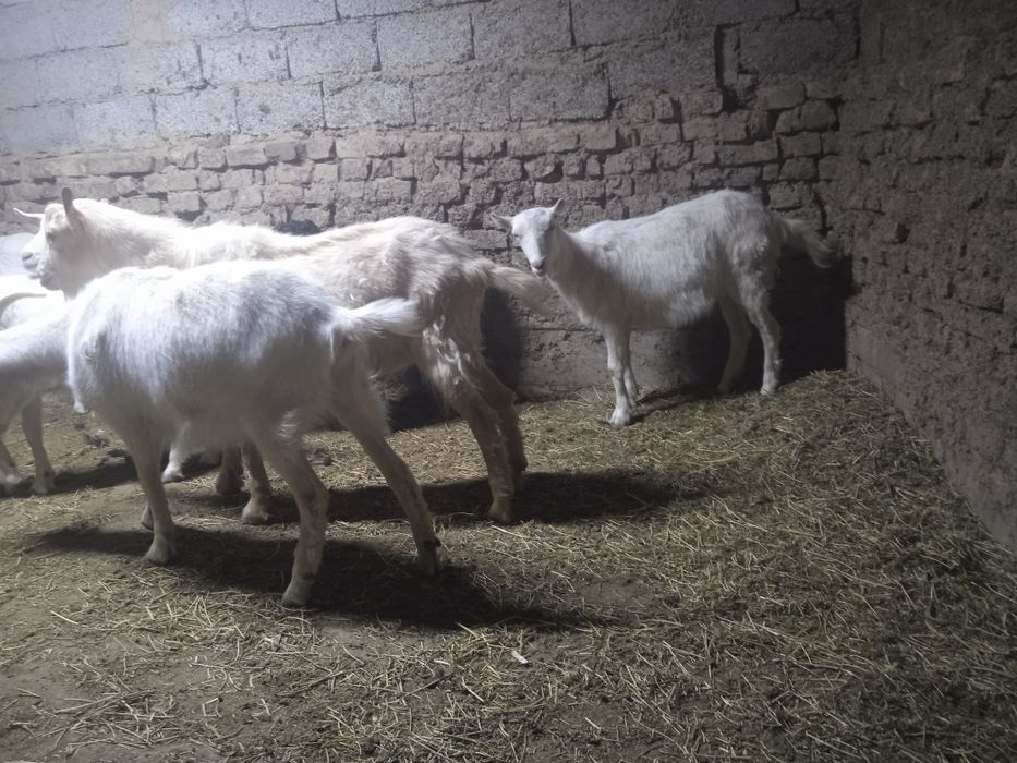 Ешкы сатылады теке