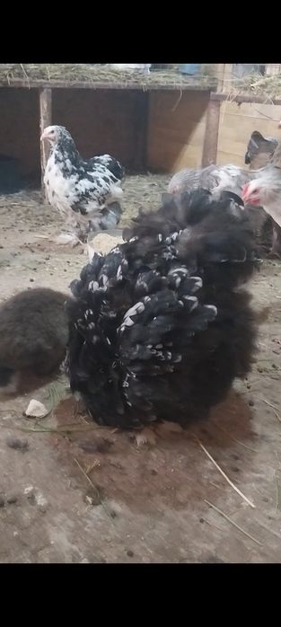 De vânzare gaini tinere brahma și cochinchina uriaș bobat
