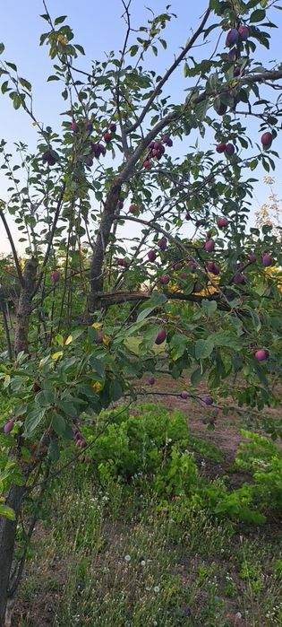 Prune    Giurgiu