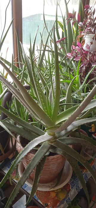 Алое Вера продам