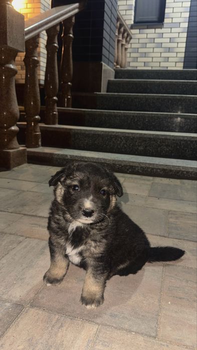 Немецкая овчарка