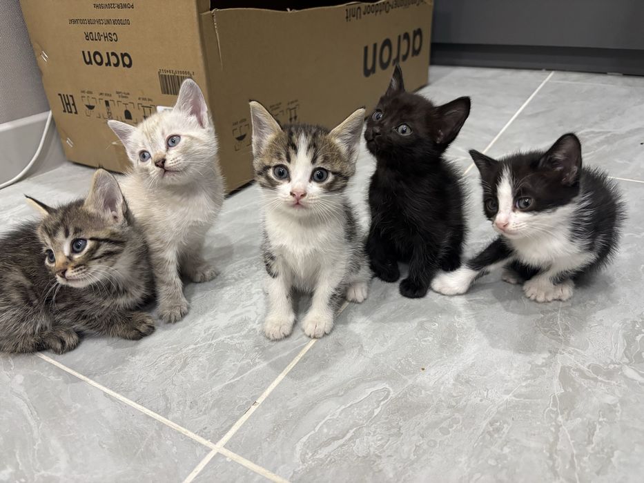Отдам котят бесплатно