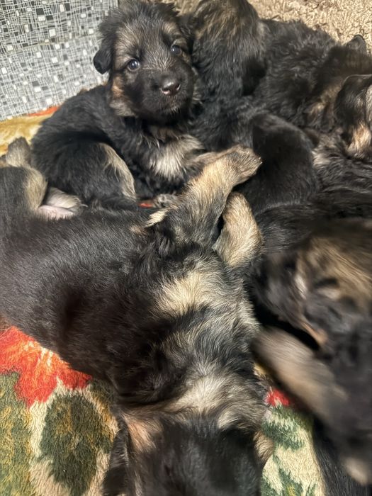 Немецкие авчарки доиношерстые.