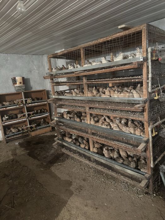 перепелка птица ( взрослые , маленькие