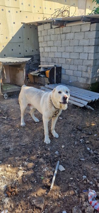 4 жасар ит керек деушылерге