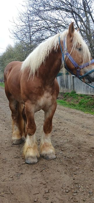 Armasar blând 4 ani