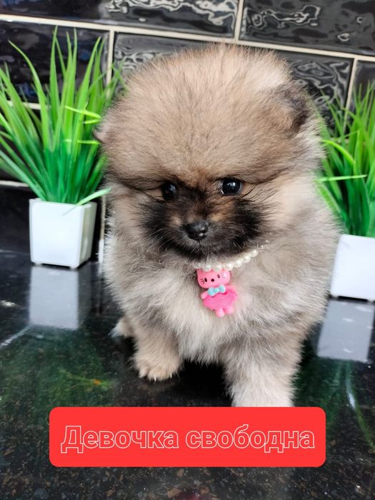 Продам щенков шпица.