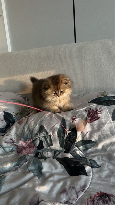 Котенок Золотой Шиншиллы
