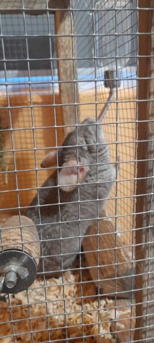 Чинчили  с пълно оборудване