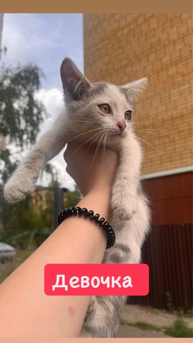 Отдам котят в добрые руки