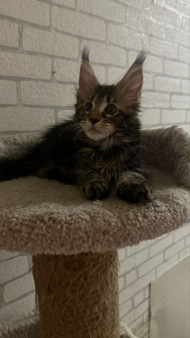 Продажа/Котят/Породистые/