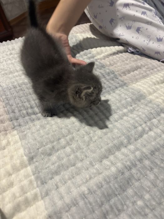 Отдам котенка девочка