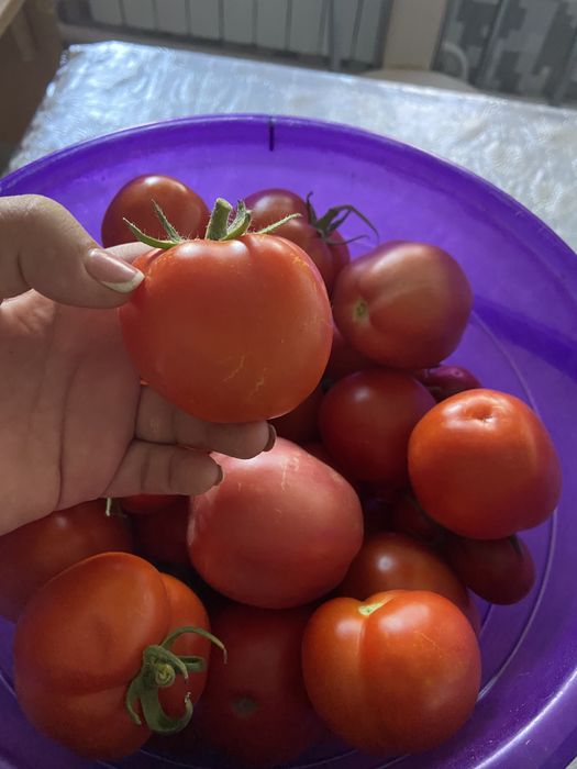 Помидор свежий из огорда