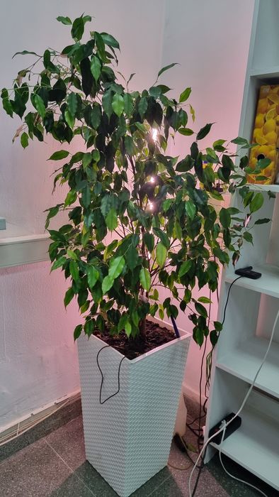 Продам Шикарный фикус