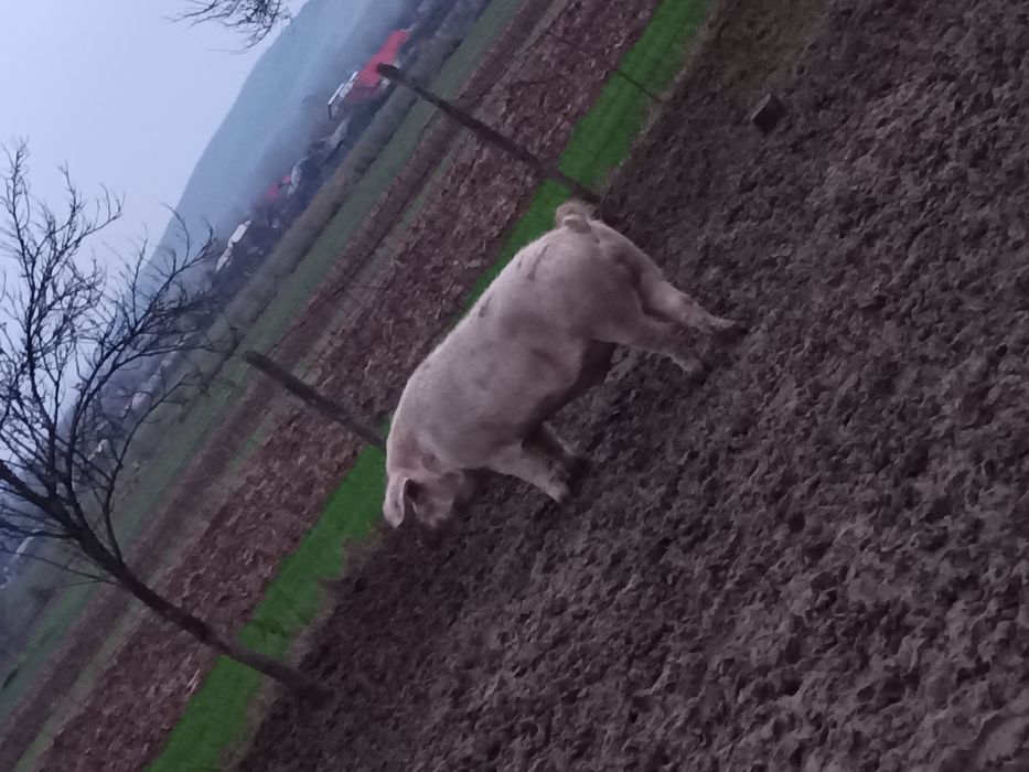 Vând baloți de paie