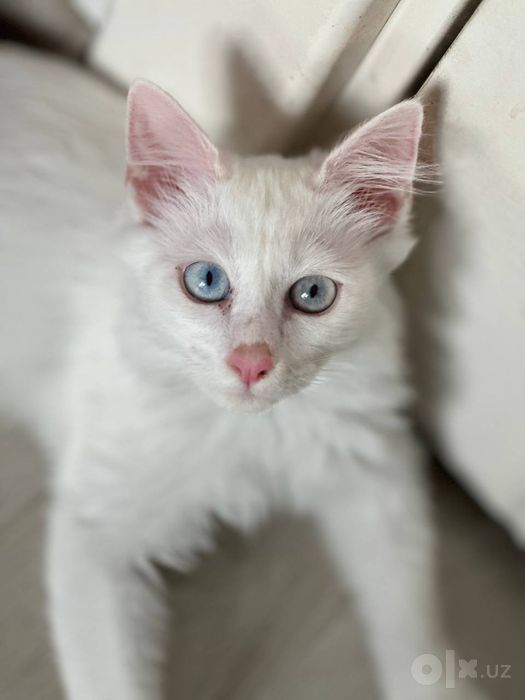 Котята турецкой онгоры