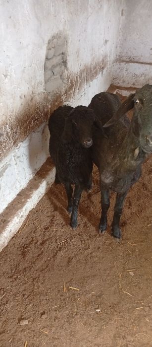 Она бола хисори ку́й бринчи тугуши