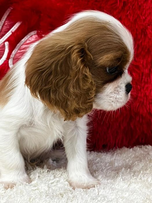 Шикарные щенки кавалер кинг чарльз спаниель