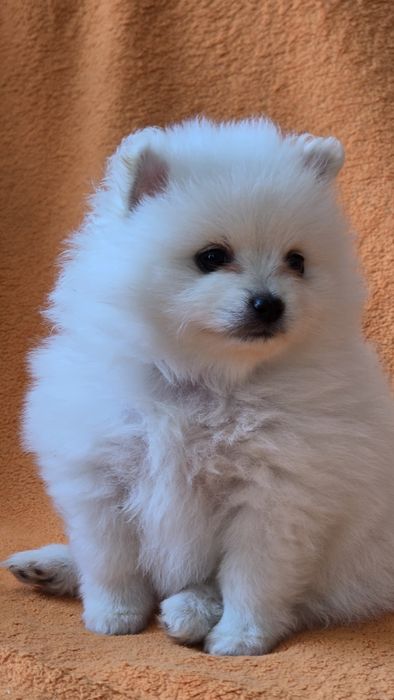 Продаются щенок немецкого шпица