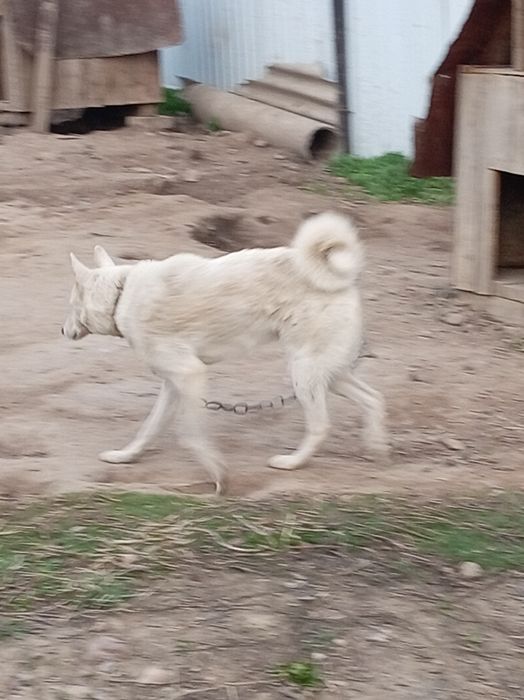 Продам Продам Продам