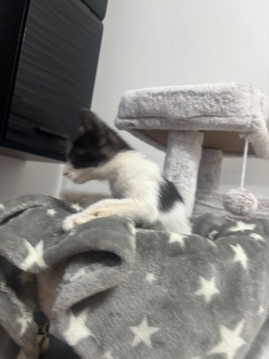 Adoptie motanel  !