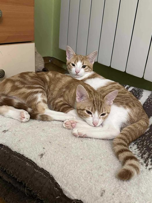 Женско Коте Родено на 01.07