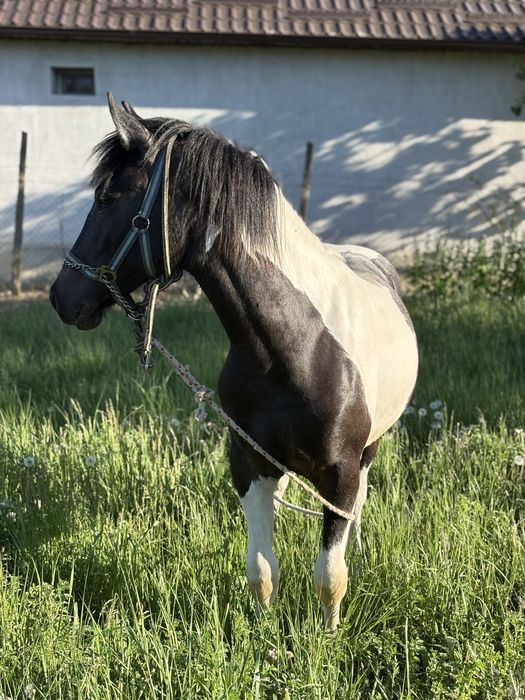 ARMASAR 11 luni Gypsy Vanner