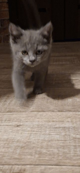 Котенок русская-голубая