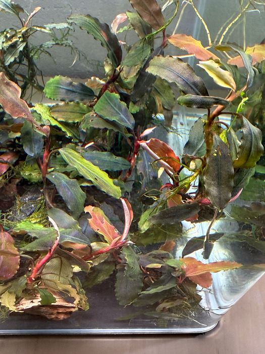 Plante acvariu bucephalandra