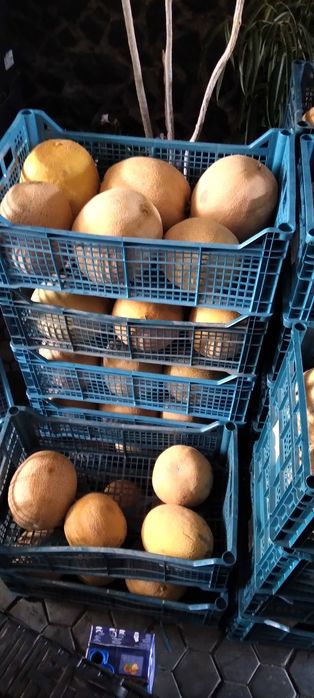 Pepene galben de vânzare