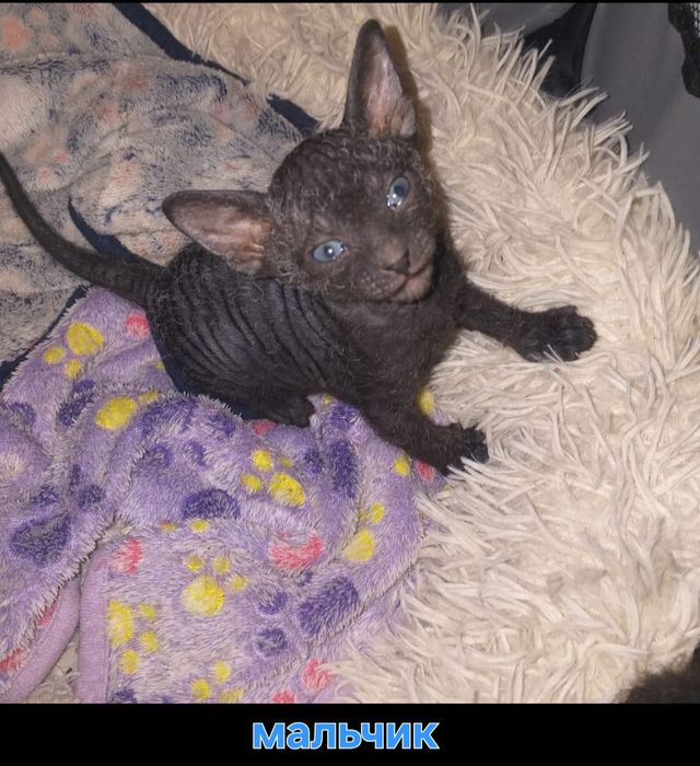 Бронь канадских котят. Им 1 мес.