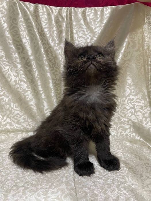 Продаются котята Мейн кун