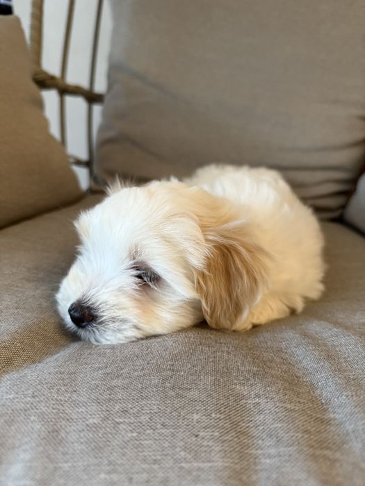 Pui metis bichon havanez x maltez