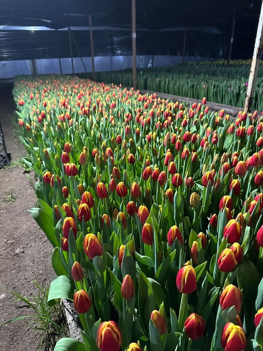 Тюльпаны опт по 600тг высшего качества