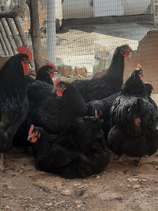 Жерсий тауыклары сатылады.