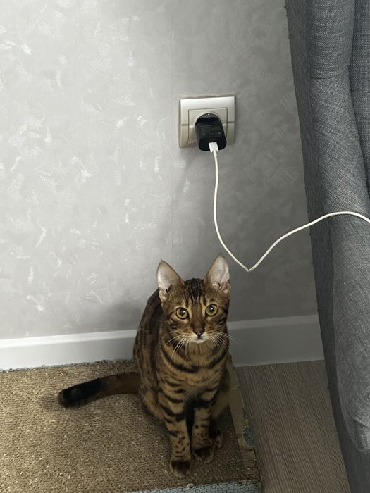 Продам Бенгальскии кошку