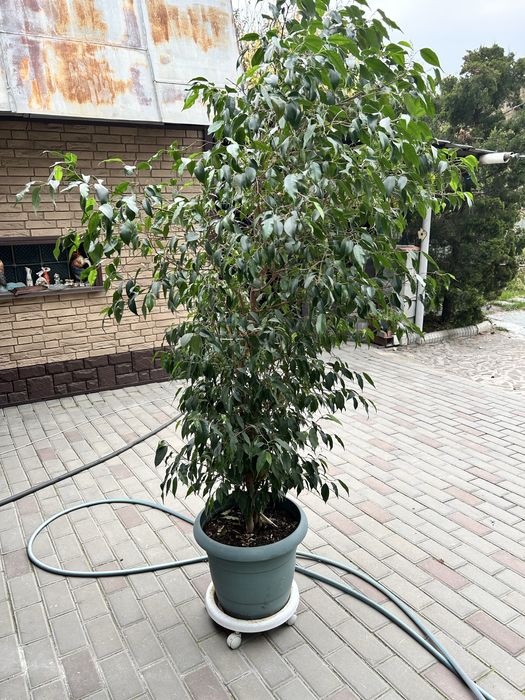 Продам фикус Бенджамина