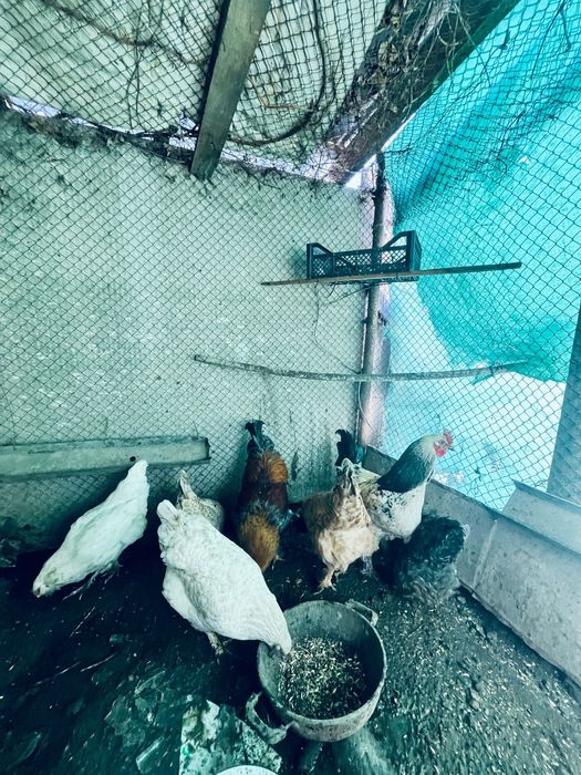 Тауық сатылады тоже коразда