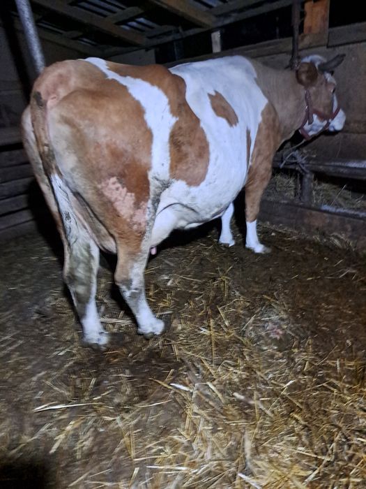 Vind vacă gestantă și o vitea bălțată pe negru.