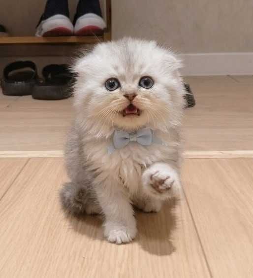 Zotdor Scottish Fold va Scottish Straight Shinshila mushuklar sotiladi