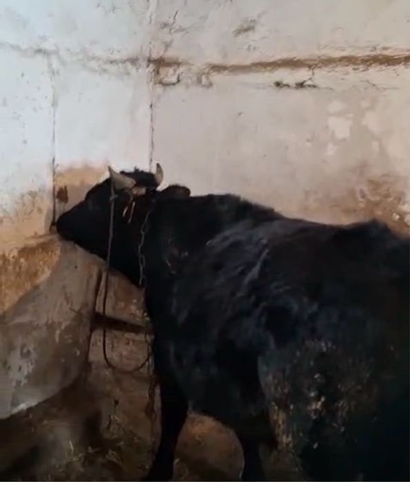 2 бас буқа 2-жылдық сатылады