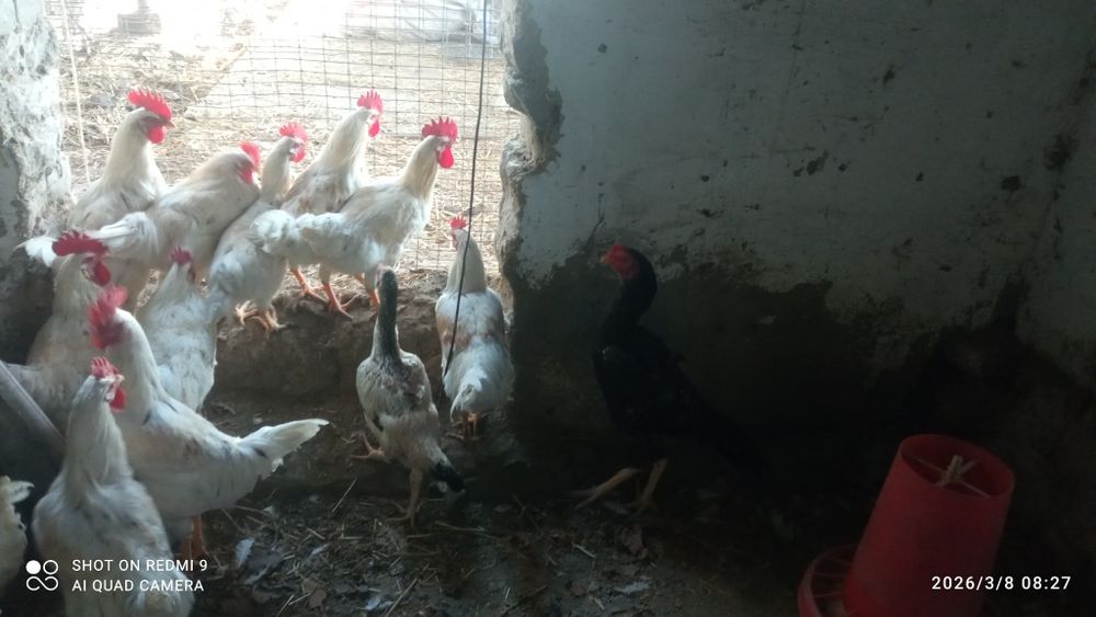 Хурозлар сотилади 120 мингдан